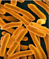A picture of rod-shaped E. coli bacteria.